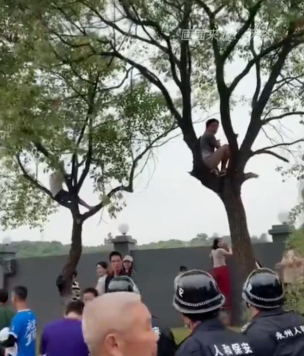 布文件, 摇晃树枝庆 布文件, 摇晃树枝庆